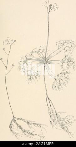 . The plants of southern New Jersey; with especial reference to the flora of the pine barrens and the geographic distribution of the species. Drawings by II. H. Stone 1. Utricularia virgatula. 2. U. clandestina. BLADDERWORTS. 3. U. subulata. 4. U. cleistogama.5. U. gibba. Nat. siz N. J. Plants. PLATE CXIV.. Drawing Iiy H. E. Stone. BLADDERWORTS.1. Utricularia fibrosa. 2. U. inflata. N. J. Plants. PLATE CXV. Stock Photo