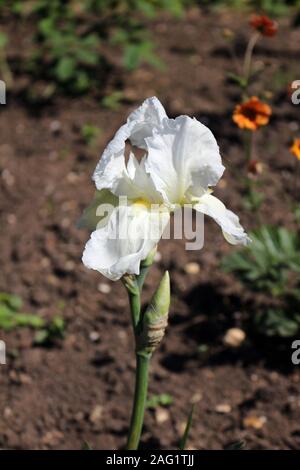 A single white flowering Iris in a garden Stock Photo