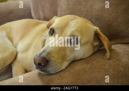 Sweet yellow lab lying in comfy chair. Close-up. Stock Photo