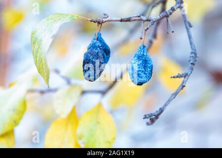 Close view of unharvested dry plums on tree branch in autumn Stock Photo