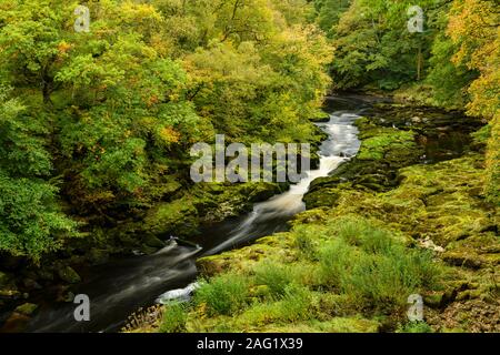 High view of River Wharfe flowing through scenic narrow steep-sided valley bordered by Strid Wood - Bolton Abbey Estate, Yorkshire Dales, England, UK.