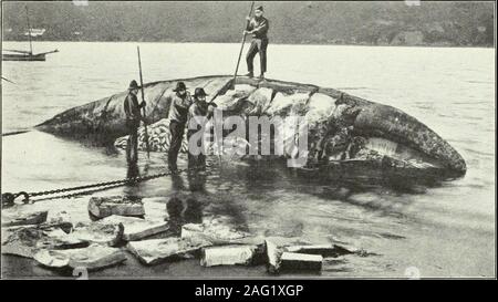 . Report of the Commissioner for the year ending June 30, 1902. 25 150 30 250 5 145 10 110 10 100 , 10 70 20 60 15 60 4 25 1 6 i 3 h 4 90 Right whale, Atlantic 75 Bowhead 100 Sperm whale 45 Humpback, Pacific 42 TTiiTTiplia.ck, Atlantic 40 Finback, Pacific ..... 35 Finback, Atlantic 38 30 Bottle-nose whale 12 2.i Beluga or white whale U Black-fish H The methods of cutting-in and removing the blubber have alreadybeen described by numerous writers, and especially b^^ James TempleBroAYu, rendering unnecessary any extended description in this paper. Suffice it to state that the whale is attached to Stock Photo