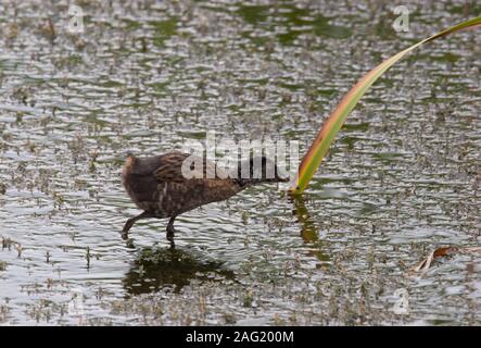 Water Rail, Rallus aquaticus, single juvenile walking across shallow pond. Taken August, Minsmere, Suffolk, UK. Stock Photo