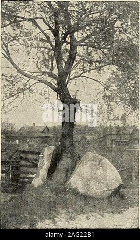 Prying Roots Roots grow in crevices of the rocks Stock Photo - Alamy