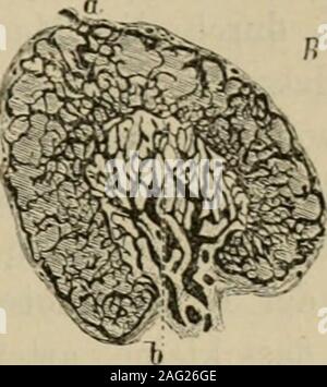 Lymphknoten des Körpers