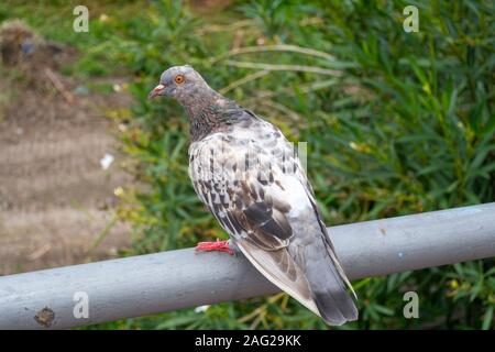 A brown, gray and white pigeon with orange eyes sits on a metal railing outdoors. Stock Photo