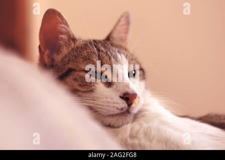 Sleepy tabby cat on bed Stock Photo