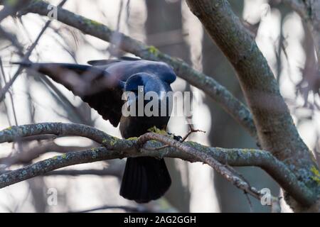 mystical black bird with white eyes sits on a branch Stock Photo