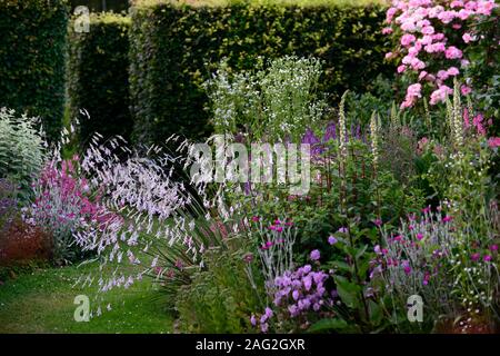 dierama pulcherrimum,pale pink flowers,mixed perennials,cottage garden,borders,arching,dangling,hanging,bell shaped flowers,angels fishing rods,RM flo Stock Photo