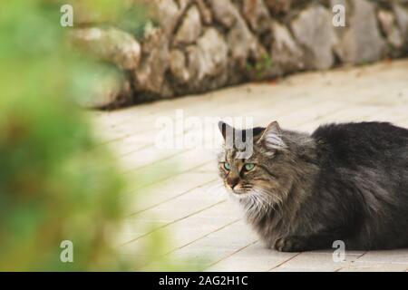 Long haired grey tabby cat laying on the floor Stock Photo