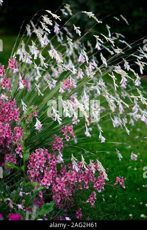 dierama pulcherrimum,mixed perennials,arching,bell shaped flowers,pale pink flowers,cottage garden,dangling,hanging,borders,angels fishing rods,RM flo Stock Photo