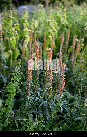 Digitalis parviflora,foxgloves,brown orange rust,foxglove,jerusalem sage,phlomis fruticosa,yellow flowers,flower,flowering,perennial,garden,gardens,pe Stock Photo