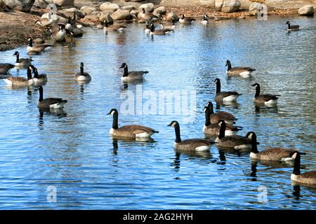 A flock of Canadian geese float on Paul's Pond in Redstone Park in Littleton Colorado. Stock Photo