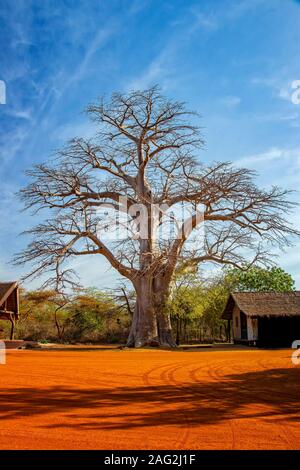 Big baobab tree in Bandia reserve, Senegal. It is nature background, Africa. Stock Photo