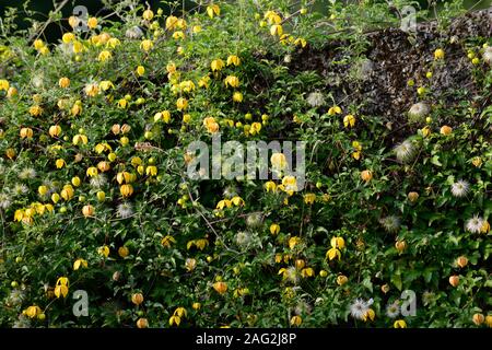 clematis tangutica,vigorous climber,climbing,climb,yellow,flower,flowers,flowering,blooming,plant,cover,covering,covered,wall,RM Floral Stock Photo