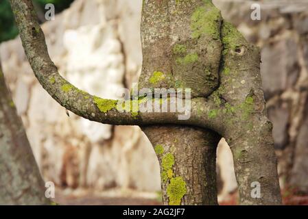 Two fused, conjoined tree branches growing together. Detail close up. Stock Photo