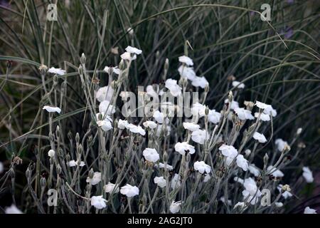 Lychnis coronaria Alba,white-flowered rose campion,flowers,flowering,perennial,garden,RM Floral Stock Photo