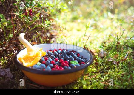 Wild blueberries and lingonberries with chanterelle mushroom in bowl on ground among moss & berry plants, lit with warm sunlight. Stock Photo