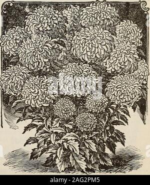 . New floral guide : 1899 plain abridged edition. le addition to the list of Asters. Pkt. 6 cts. TRAUFFAUTS PEONY-FLOWERED PERFECTIONASTERS are among the most beautiful and popular ofall Asters, very double, large and beautiful flowers, withfine incurved petals, nearly 30 distinct colors mixed, grows18 inches high, a perfect mass of flowers. Pkt. 6 cts. NEW COMET ASTERS—A magnificent new strain, plants12 to 15 inches high; fine regular pyramids, completelycovered with superb, large double flowers, having finecurved and twisted petals resembling the finest Japanchrysanthemums; beautiful mixed c Stock Photo