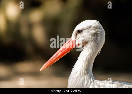 Closeup portrait of a white stork with beautiful red beak and bright looking eyes against a blurred green brown background Stock Photo