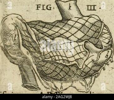 . Anatomiae amphitheatrvm effigie triplici, more et conditione varia, designatvm. FIG • IV Stock Photo
