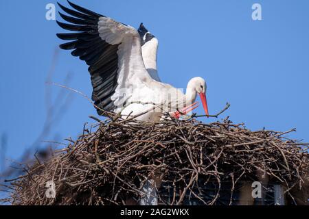 Couple of two white storks, ciconia ciconia, mating in their nest and a blue blurred background in springtime Stock Photo