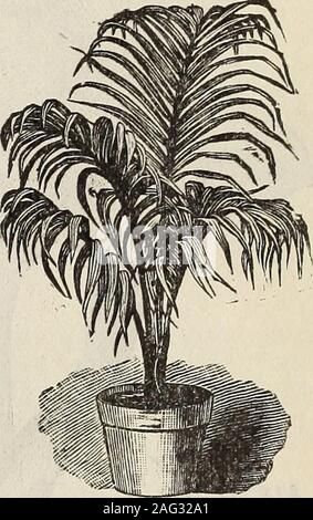 . New floral guide : 1899 plain abridged edition. Feather Palm. 50o each, by express. Umbrella Plant (Cyperus Alternifolia.) Umbrella Plant, CyperusAlternifoia. The Umbrella plant somewhat resembles a palm in generalhabit of growth; grows easily and makes a nice windowGood strong plants, price, 15c. each,postpaid ; larger size, 20c. each. Latania Borbonica (The Fan Palm) This beautiful palm is recognized asbeing one of the handsomest of all, andindispensible in every collection. Al-ways admired. Fine plants, 12 inhigh, 4 fronds, 30 cts., postpaid. 18in,5 fronds, 50c, each, by express. style an Stock Photo