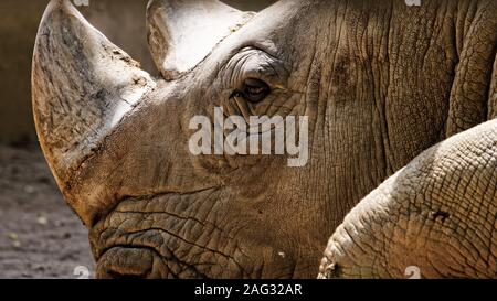 Closeup shot of a rhino laying on the ground with a blurred background Stock Photo