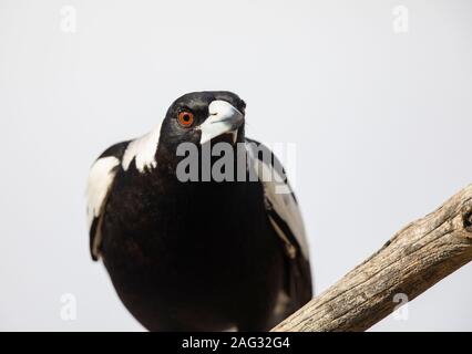 Australian magpie close up at South West Rocks in New South Wales, Australia Stock Photo