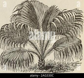 . New floral guide : 1899 plain abridged edition. Ostrich Feather Palrn (Areca Lutescens.) Cocos Weddelliana. One of the grandest and most beautiful palms for house culture now known.The foliage is rich glossy green with bright yellow stems, full of grace andbeauty ; hardy and easily grown ; and grows more beautiful as it grows older and larger. The palms require no special treat-ment. Will all thrive in parlor or living-room. Good, strong plants, 12 in high, 3fronds, 30c each, postpaid. 18-in , 4 fronds, ostrich Stock Photo