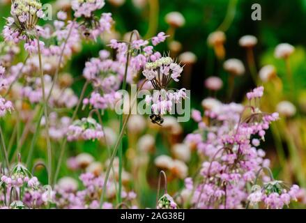 Selective focus shot of pink vervains growing in the middle of a forest Stock Photo