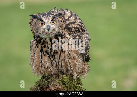 Eagle owl perched on a post and staring forward with large orange eyes Stock Photo