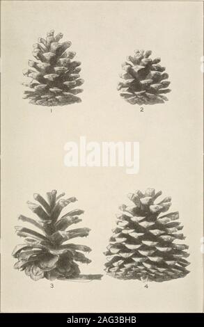 . The plants of southern New Jersey; with especial reference to the flora of the pine barrens and the geographic distribution of the species. Original Photo. 1 and 2. PITCH PINE. Pinus rigida.3 and 4. OLD-FIELD PINE. P. taeda. X.6. N. J. Plants. FLATE III.. Original Photo. 1 and 2. YELLOW PINE. P. echinata. 3. JERSEY PINE. P. Virginians 4. POND PINE. P. serotina. Nat. size. N. J. Plants. PLATE IV. Stock Photo