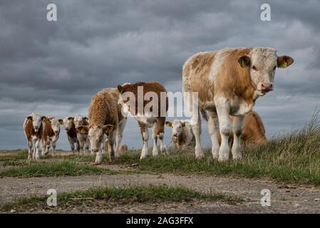 Beautiful shot of a group of cows in the pasture under the beautiful dark clouds Stock Photo