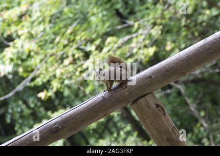 A closeup shot of a cute squirrel sitting on a tree log with beautiful green trees in the background Stock Photo
