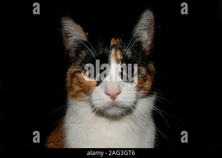 Yellow eyes cate face details portrait on black background,animal pets wallpaper Stock Photo