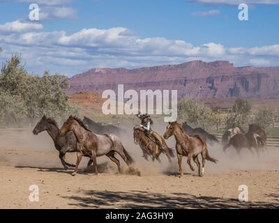A cowgirl or wrangler drives a herd of saddle horses out of the corral at the Red Cliffs Ranch near Moab, Utah.  Her lariat spins overhead, ready to r Stock Photo