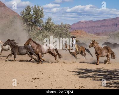 A cowgirl or wrangler drives a herd of saddle horses out of the corral at the Red Cliffs Ranch near Moab, Utah.  Her lariat spins overhead, ready to r Stock Photo