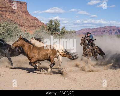 A cowboy or wrangler drives a herd of saddle horses with his lariat spinning overhead on the Red Cliffs Ranch near Moab, Utah, ready to rope the horse Stock Photo