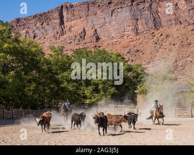 A cowboy and cowgirl herd longhorn steers on the Red Cliffs Ranch near Moab, Utah.  The sandstone cliffs of the Colorado River valley are in the backg Stock Photo