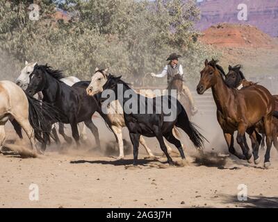 Lariat in hand, a cowgirl wrangler drives a herd of horses out of the corral at the Red Cliffs Ranch near Moab, Utah. Stock Photo