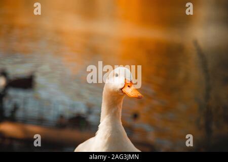 Selective focus shot of a white goose standing at the lakeshore with confused eyes Stock Photo