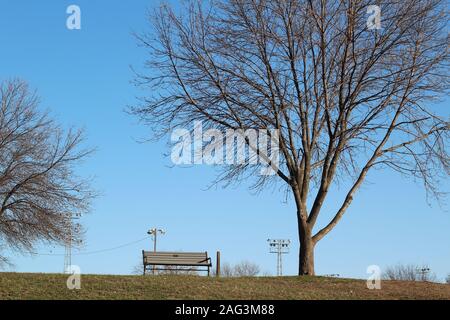 Park bench on a hill next to a big beautiful tree Stock Photo