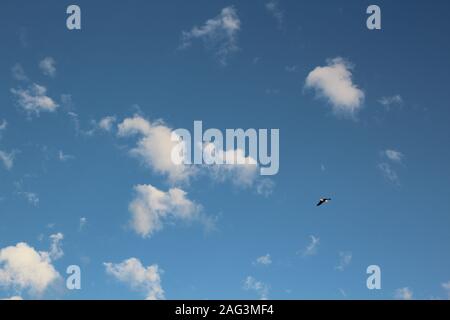 Beautiful eagle flying across the beautiful cloudy sky Stock Photo