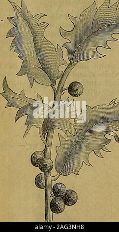 . The American entomologist and botanist. The American IloUy {Ueiopaca, Ait.) We have lately been shown a twig of theAmerican Holly {Ilex opaca. Ait.) which wascollected on the banks of the Mississippi nearVicksburg. The leaves are evergreen, thick,and of a lively green color, and about threeinches long. In this specimen they are nearly 284 THE AMEEICAN oval in outline, with, several short, stiff, prickly-teeth scattered on the edge. Close around thestern and among- the leaves are five or sis dullred berries, about the size of peas. The Holly is a small tree growing near theseacoast from Maine Stock Photo