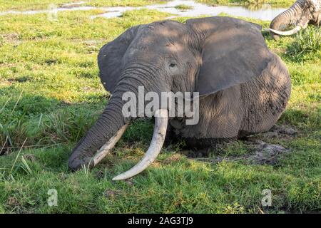 African Elephant (Loxodonta africana) bull feeding in a swamp in Amboseli National Park, Kenya Stock Photo