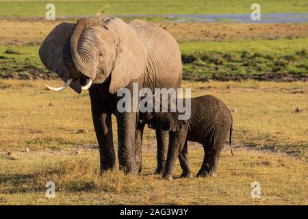 African Elephant (Loxodonta africana) calf nursing on the savannah in Amboseli National Park, Kenya Stock Photo