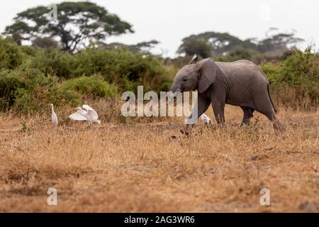 African Elephant (Loxodonta africana) calf chasing a great white egret on the savannah in Amboseli National Park, Kenya Stock Photo