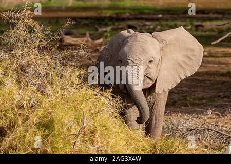 African Elephant (Loxodonta africana) calf feeding in an acacia woodland in Amboseli National Park, Kenya Stock Photo