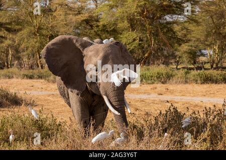 African Elephant (Loxodonta africana) feeding with great white egrets on its back in Amboseli National Park, Kenya Stock Photo